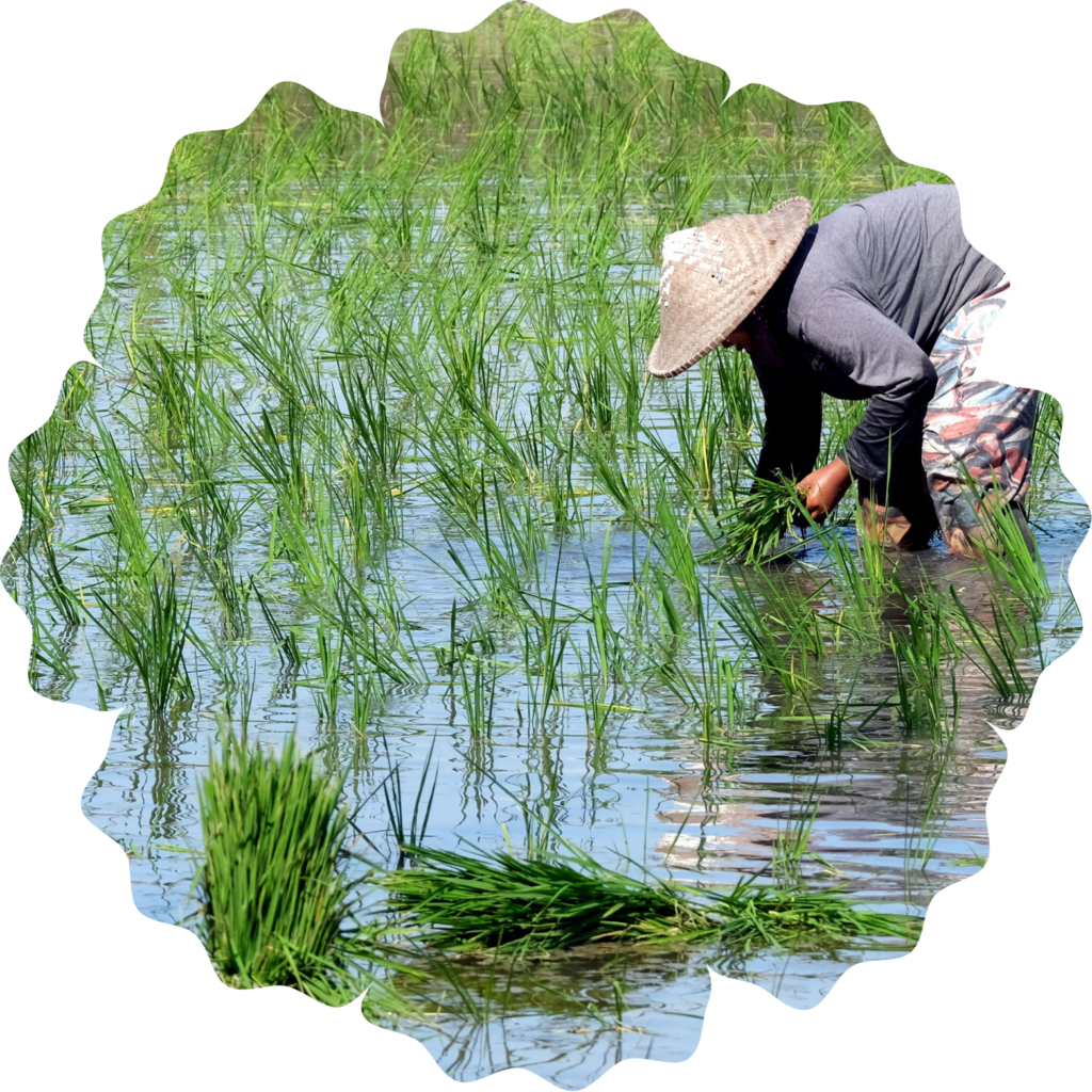 Name In Rice About Us – mahalaxmiriceandfoodindustry.com
